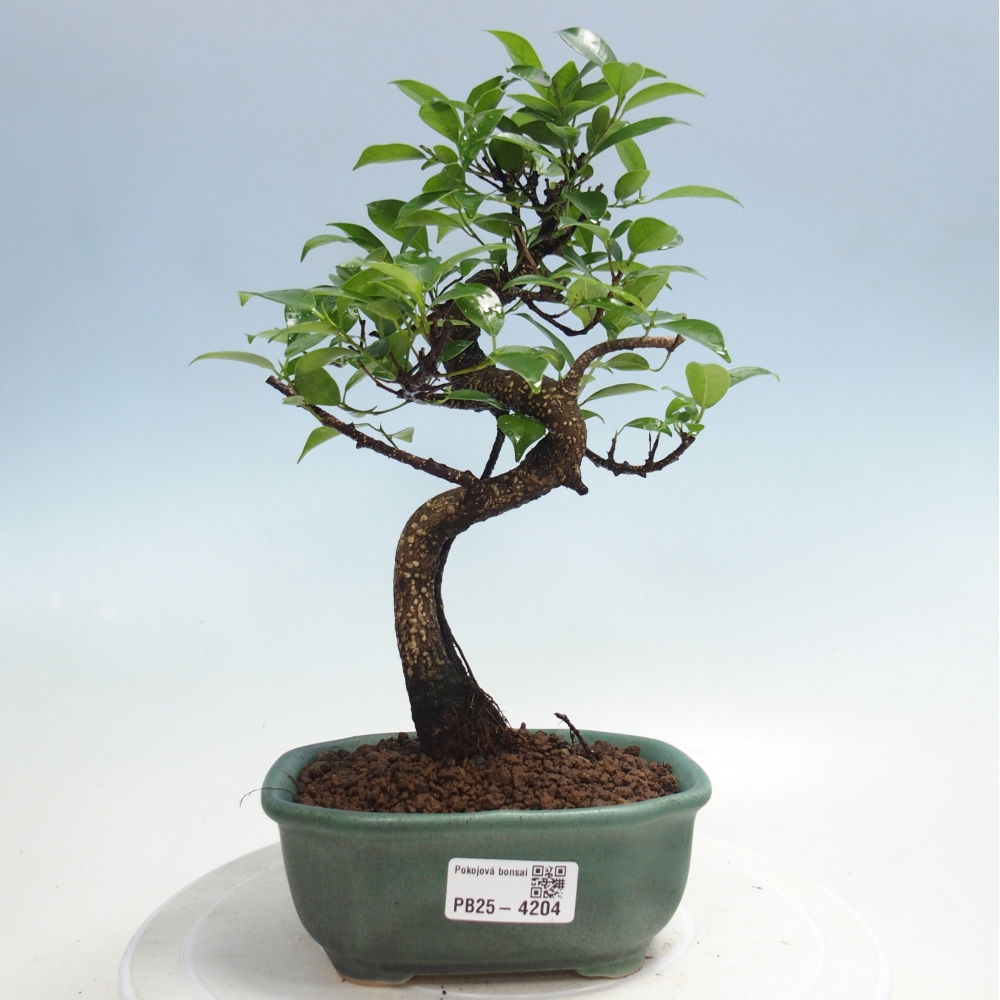 Room bonsai - Ficus retusa - small-leaved ficus