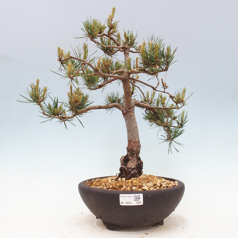 Outdoor bonsai - Pinus Sylvestris - Scots pine