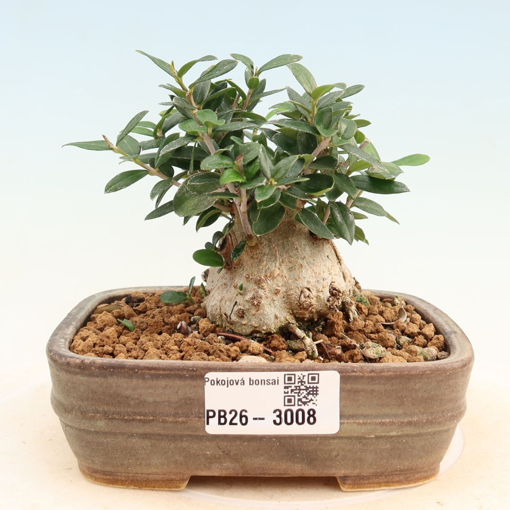 Indoor bonsai - Olea europaea sylvestris