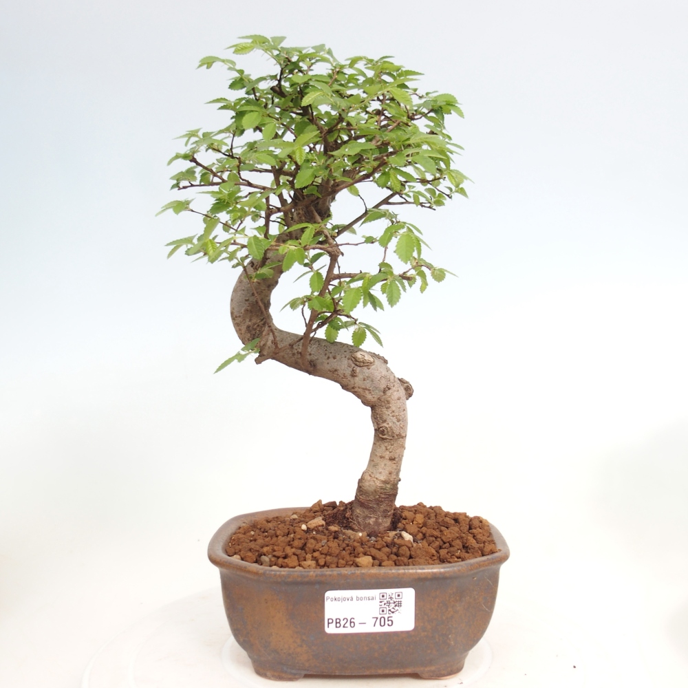 Room bonsai - Ulmus parvifolia - Small-leaved elm