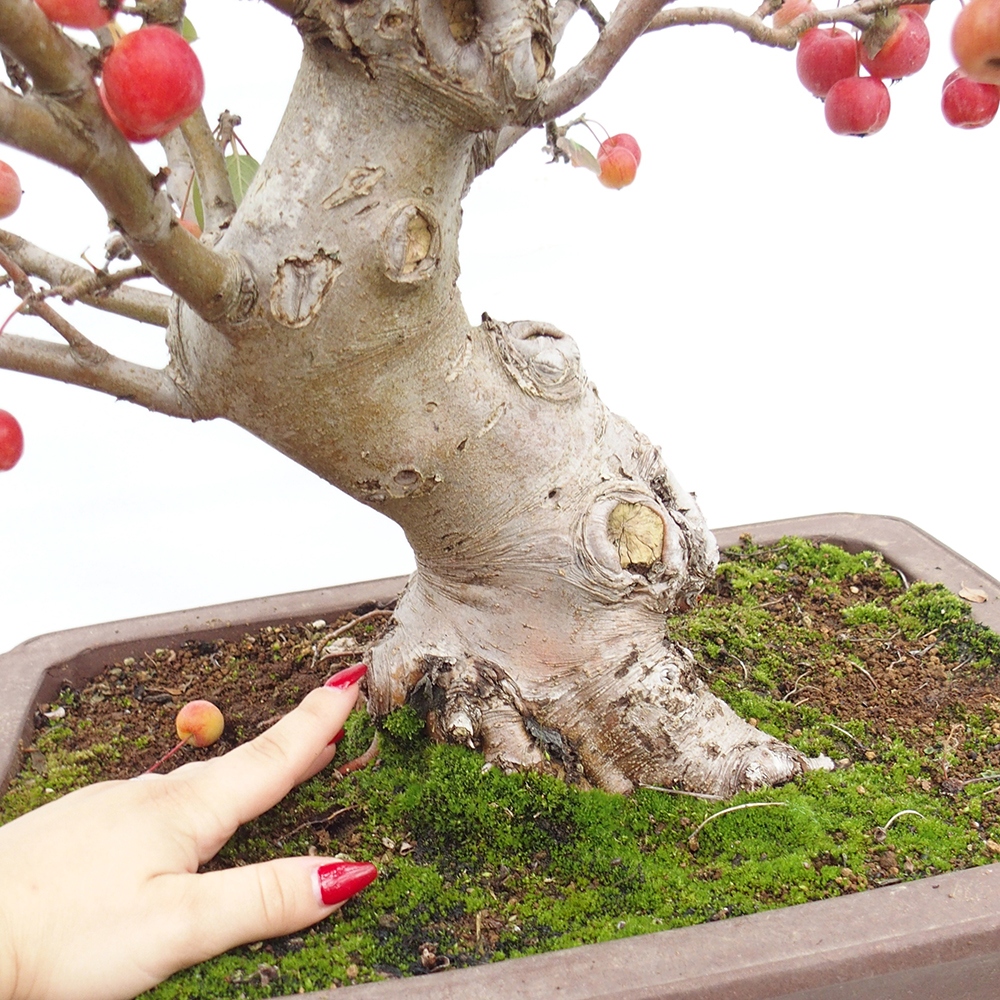 Outdoor bonsai - Malus halliana - Small-fruited apple tree