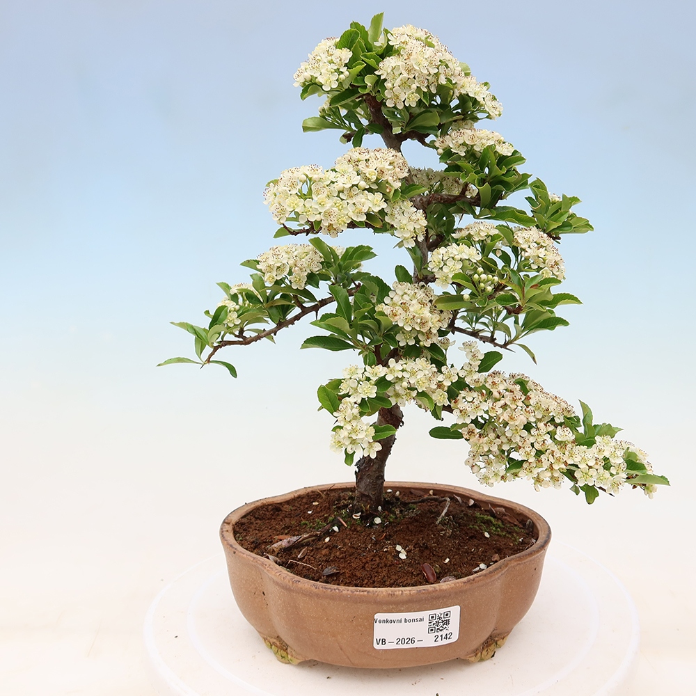 Outdoor Bonsai - Pyracantha teton - Scarlet Firethorn