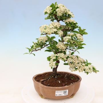 Outdoor Bonsai - Pyracantha teton - Scarlet Firethorn - e-bonsai.com