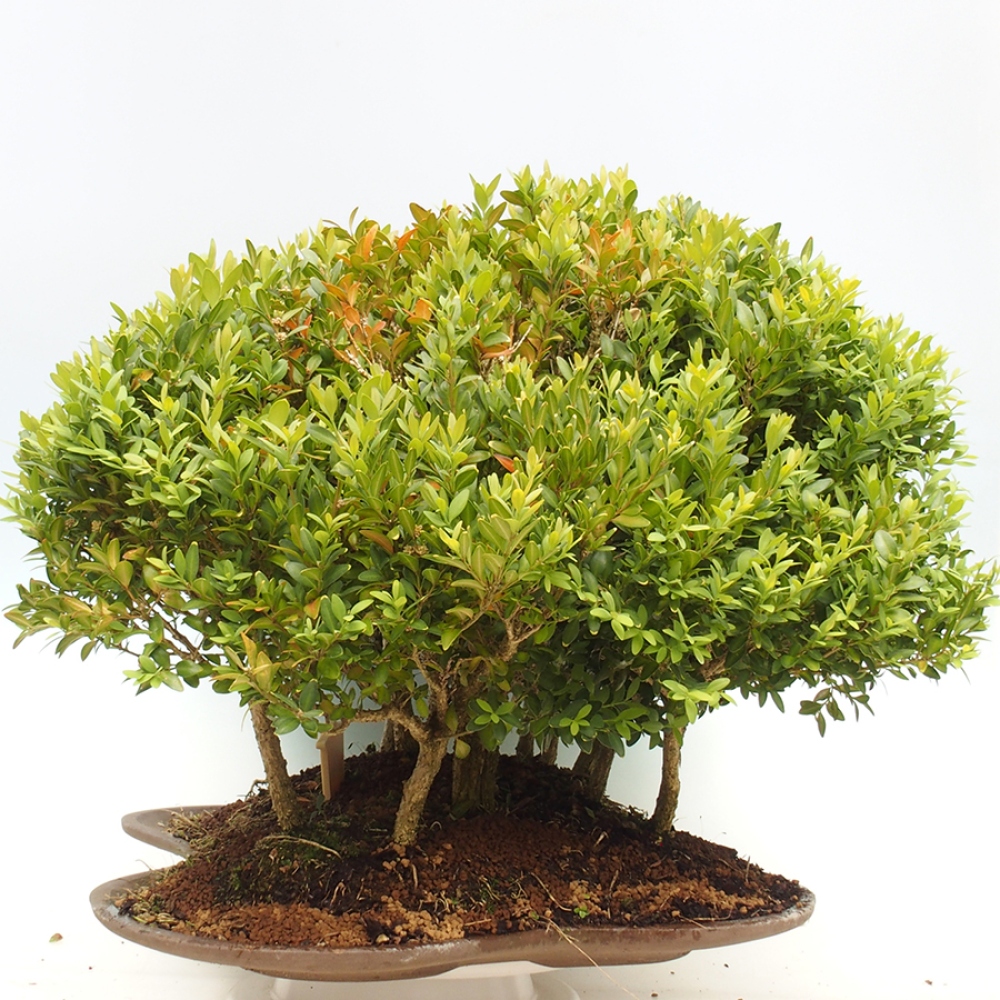 Outdoor bonsai - Buxus sempervirens - boxwood