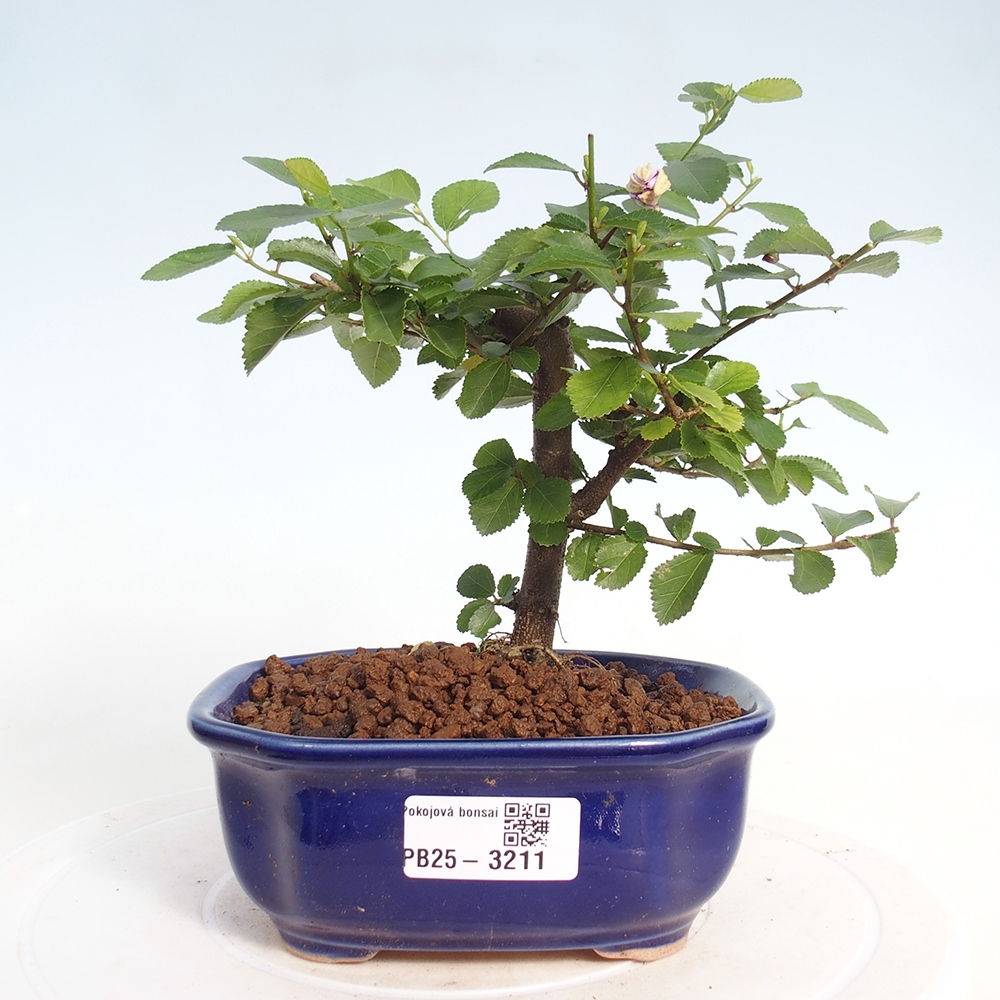 Indoor bonsai - Grewia occidentalis - Lavender star