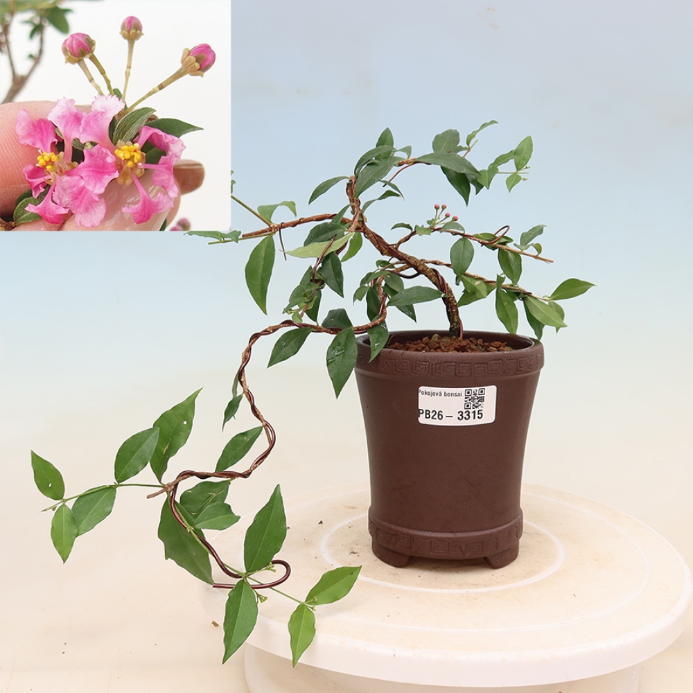 Indoor Bonsai - Barbados Cherry - Malpighia glabra 