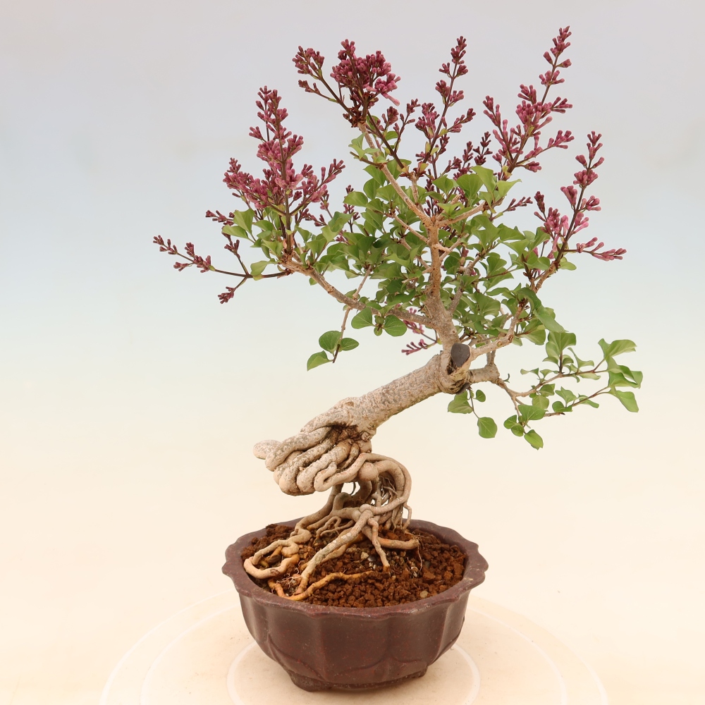 Outdoor bonsai - Syringa microphylla - small-flowered lilac
