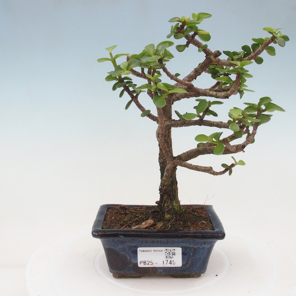 Indoor bonsai - Portulakaria Afra - Tlustice