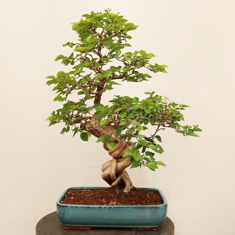 Outdoor bonsai - Carpinus Coreana - Korean hornbeam