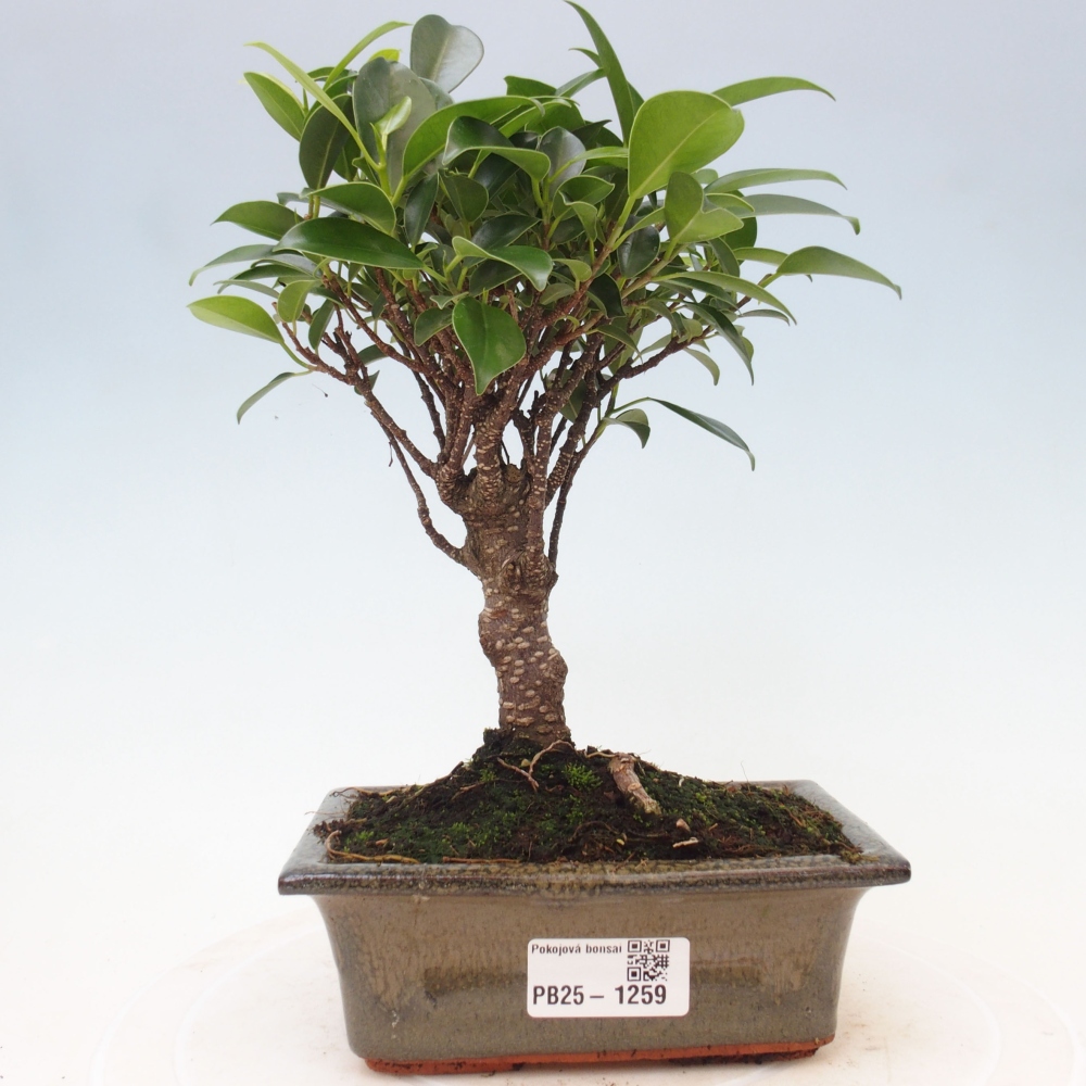 Indoor bonsai - Ficus retusa - small-leaved ficus