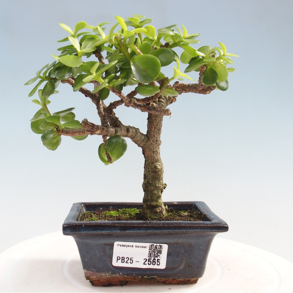 Indoor bonsai - Portulakaria Afra - Tlustice