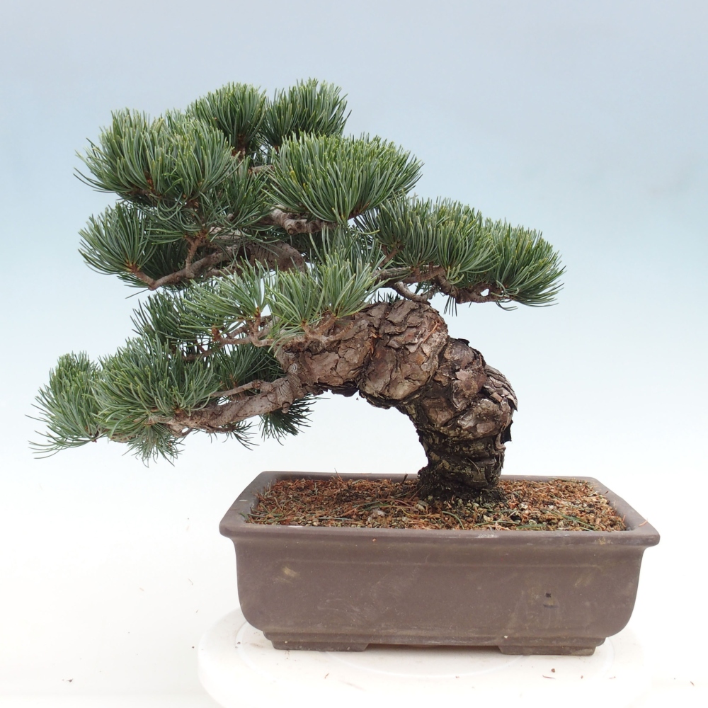 Outdoor bonsai - Pinus parviflora - Small pine tree