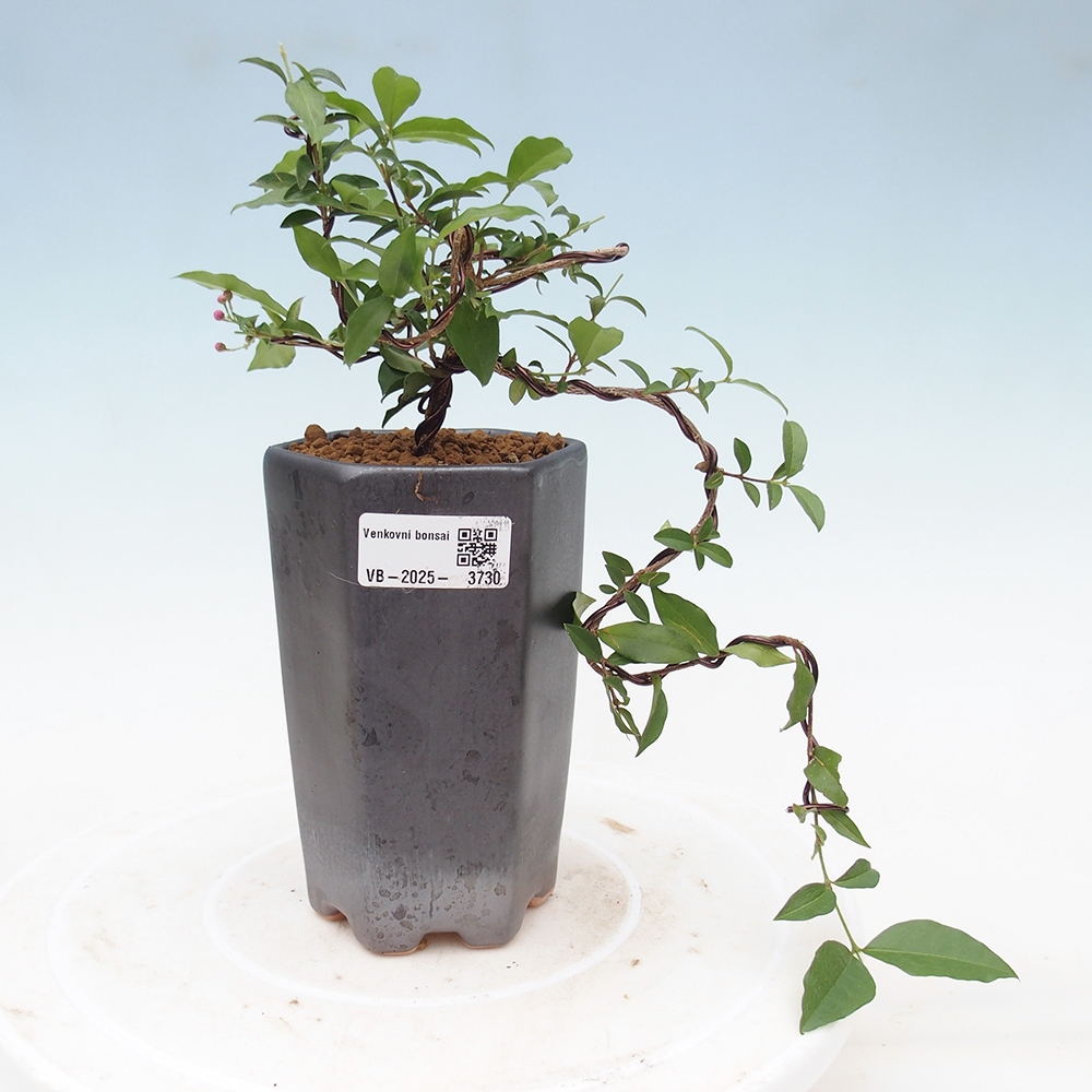 Room bonsai - cherry Malpighia coccigera- Barbdorská