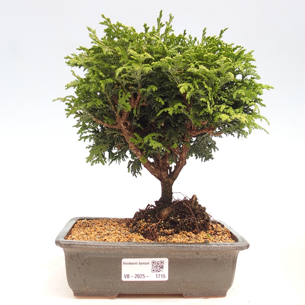 Outdoor bonsai - Cham.pis Parslori - Cypress