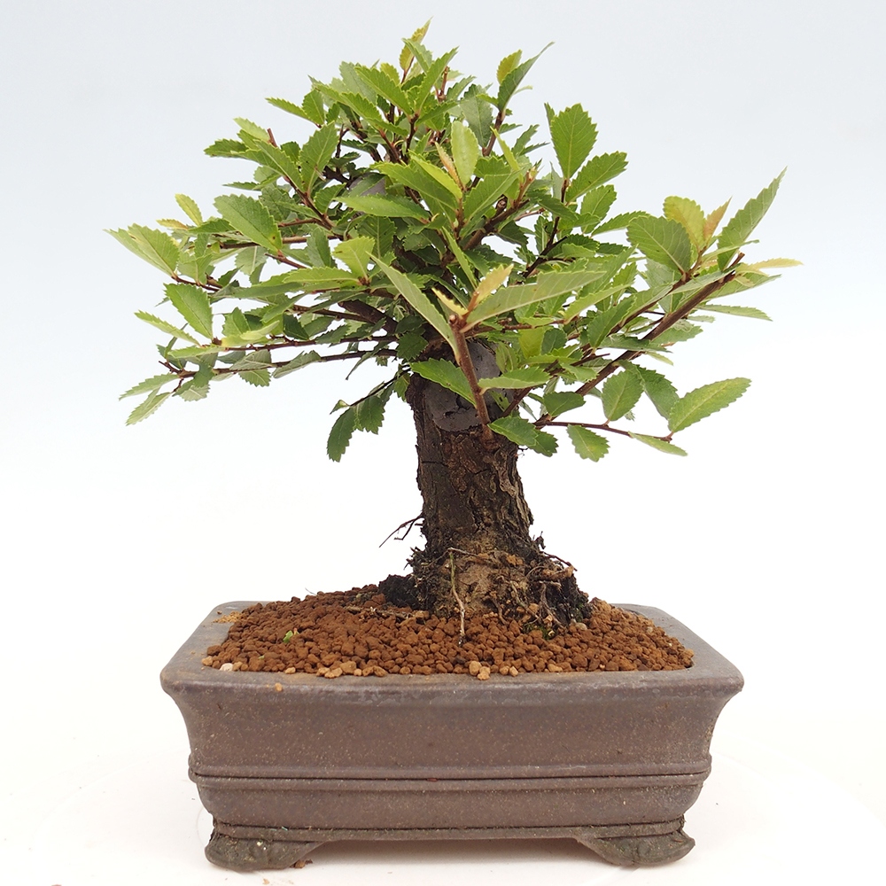 Outdoor bonsai - Zelkova - Zelkova NIRE