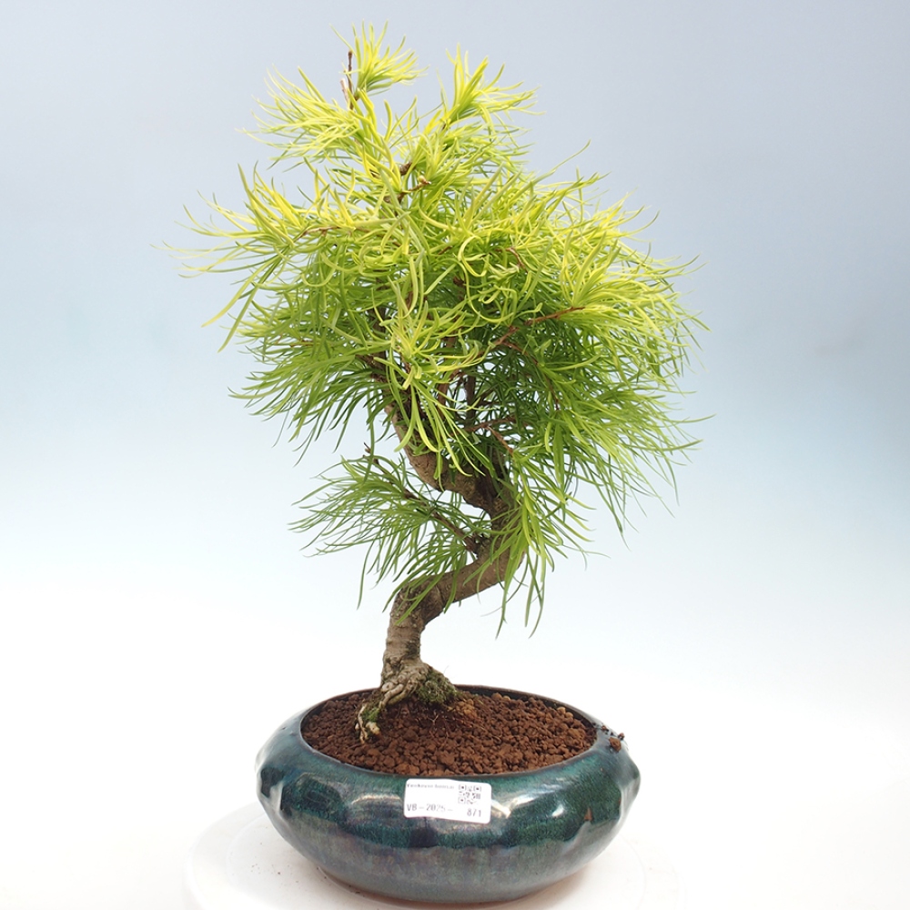 Outdoor bonsai - Dandelion - Pseudolarix amabis