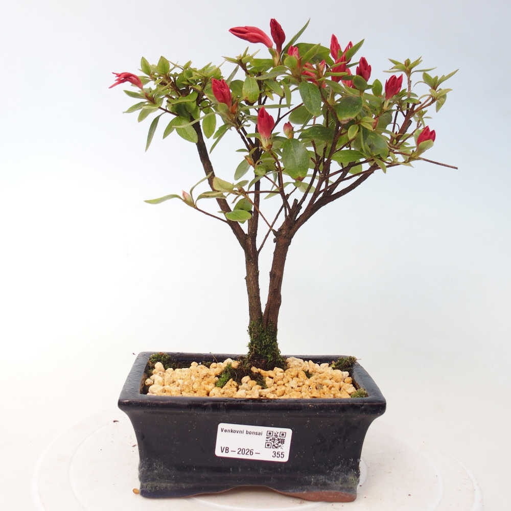 Outdoor bonsai - Japanese azalea - Azalea sp.