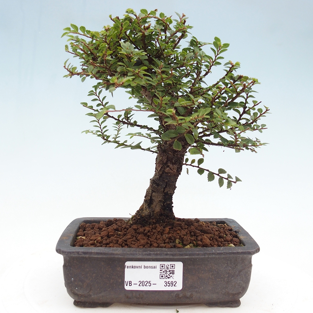 Outdoor bonsai - Ulmus parvifolia Hokkaido - Chinese elm
