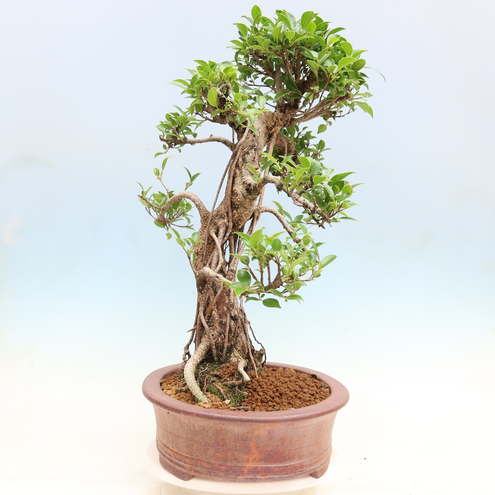 Room bonsai - Ficus kimmen - small-leaved ficus