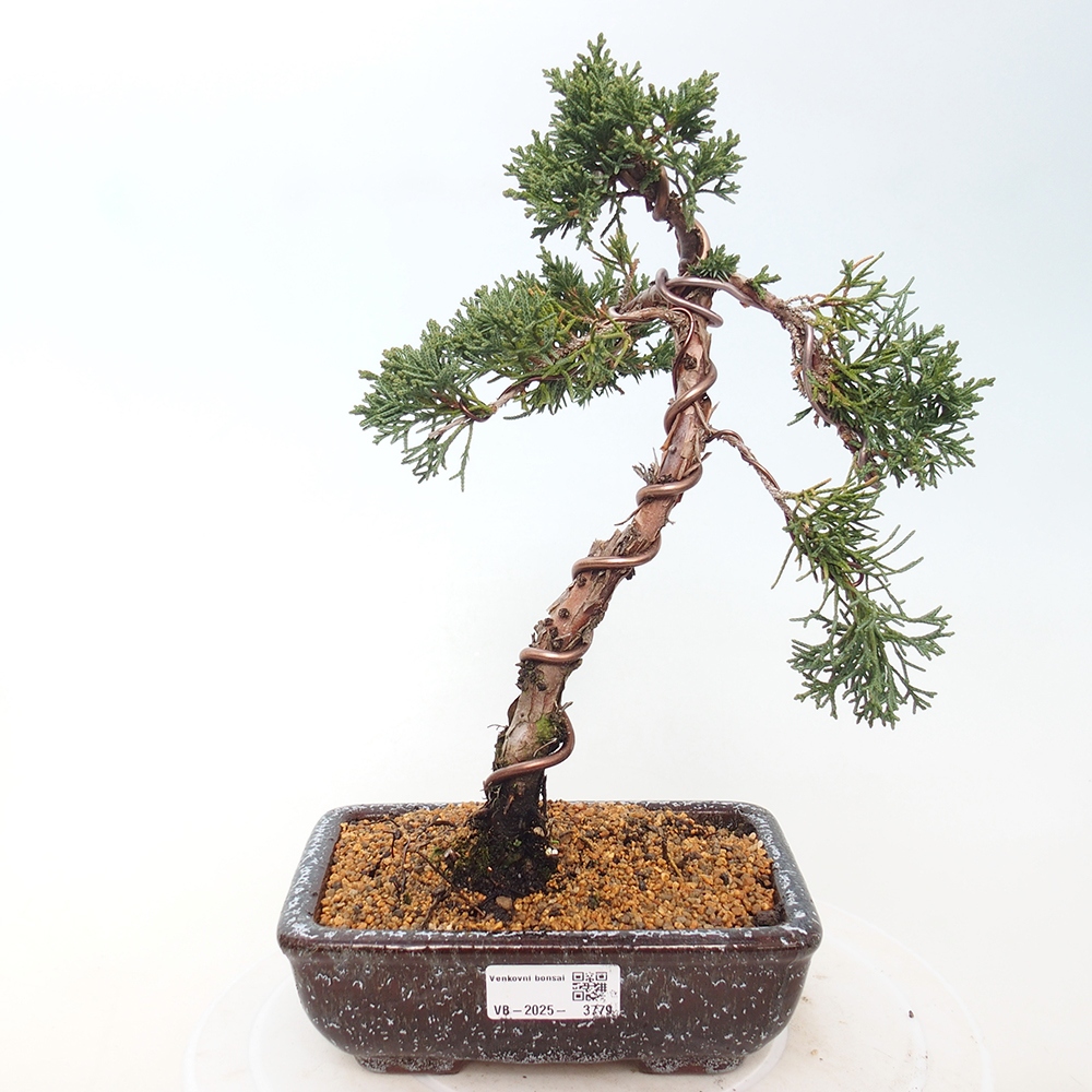 Outdoor bonsai - Juniperus chinensis Kishu