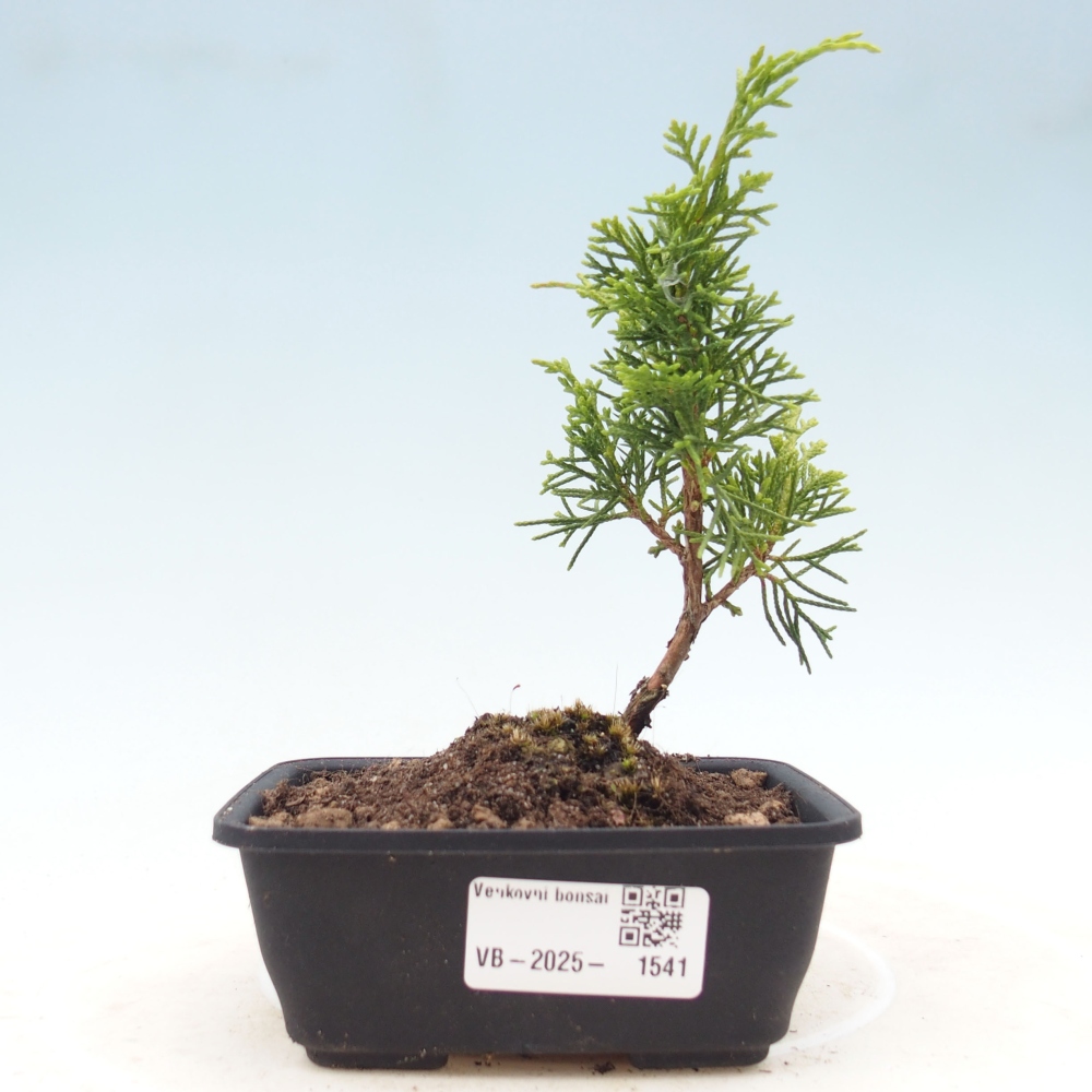 Outdoor bonsai - Juniperus chinensis Itoigawa - Chinese juniper