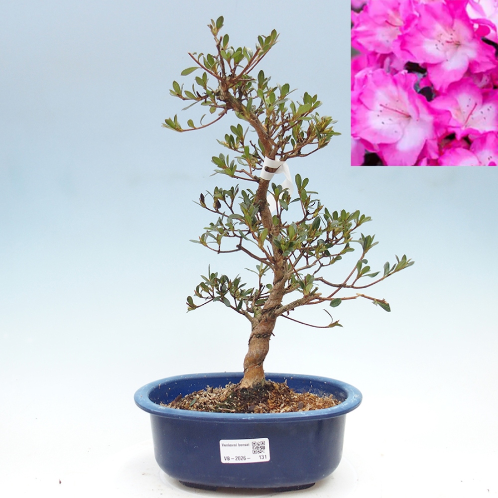 Outdoor bonsai - Japanese Azalea - Azalea Mio