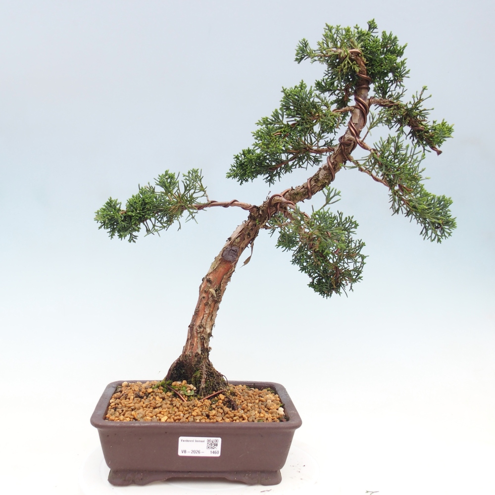 Outdoor bonsai - Juniperus chinensis Kishu