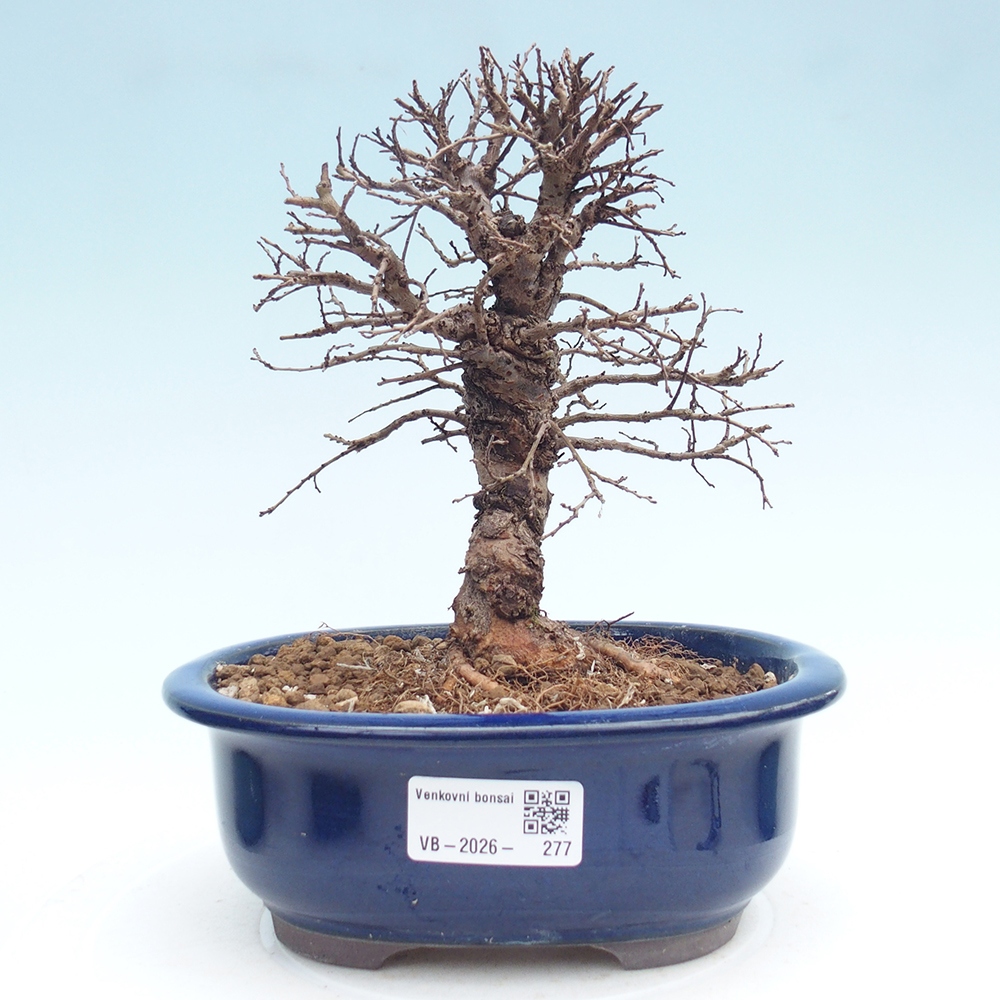 Outdoor bonsai - Zelkova - Zelkova NIRE
