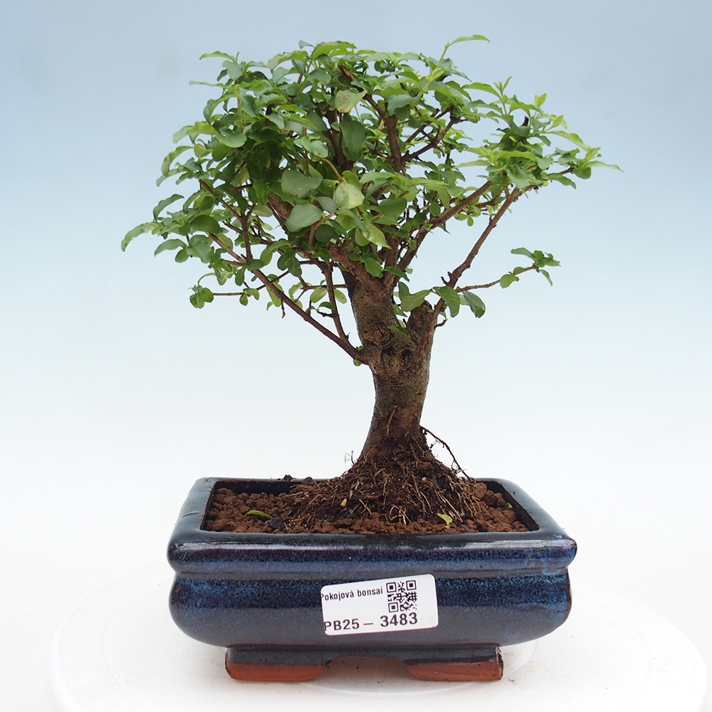 Room bonsai -Ligustrum chinensis - Birds Beak