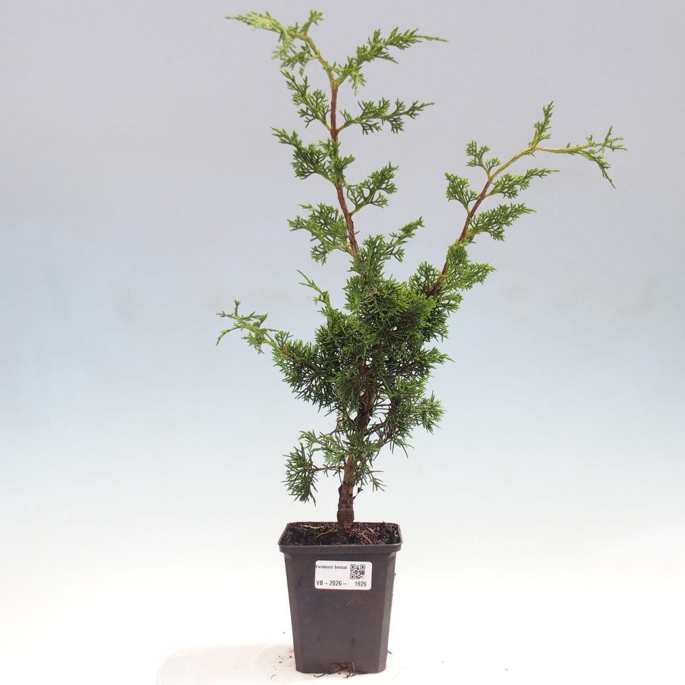 Outdoor bonsai - Juniperus chinensis Itoigawa