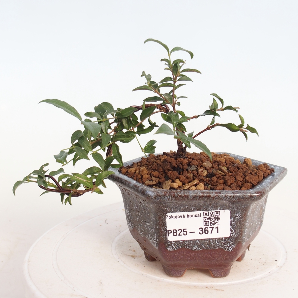 Room bonsai - Malpighia coccigera- Barbdor Cherry