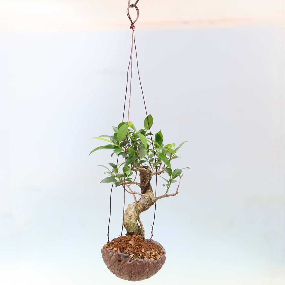 Kokedama in a ceramic pot - small-leaved ficus - Ficus kimmen