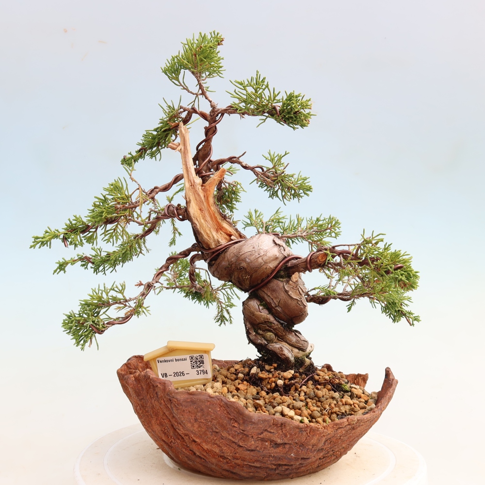 Outdoor Bonsai - Juniperus chinensis Itoigawa - Chinese Juniper