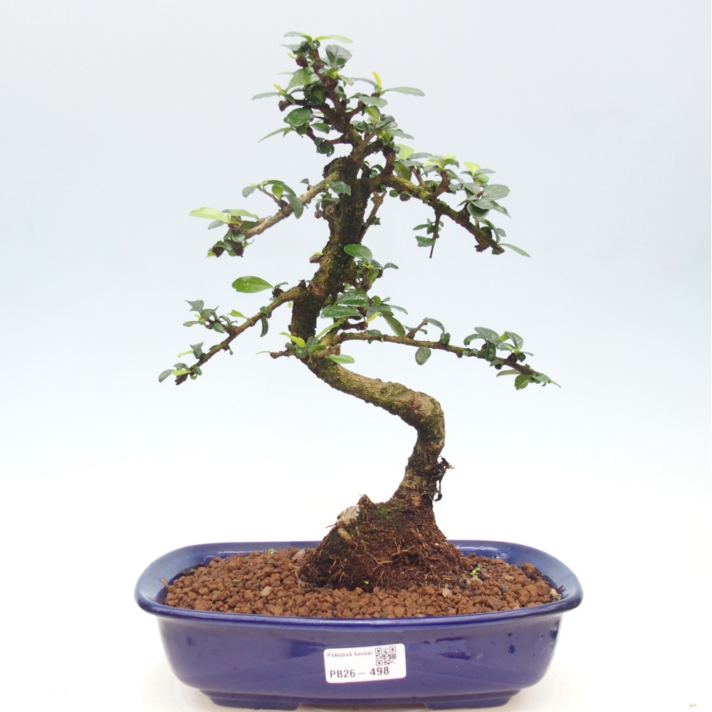 Room bonsai - Carmona macrophylla - Tea fuki