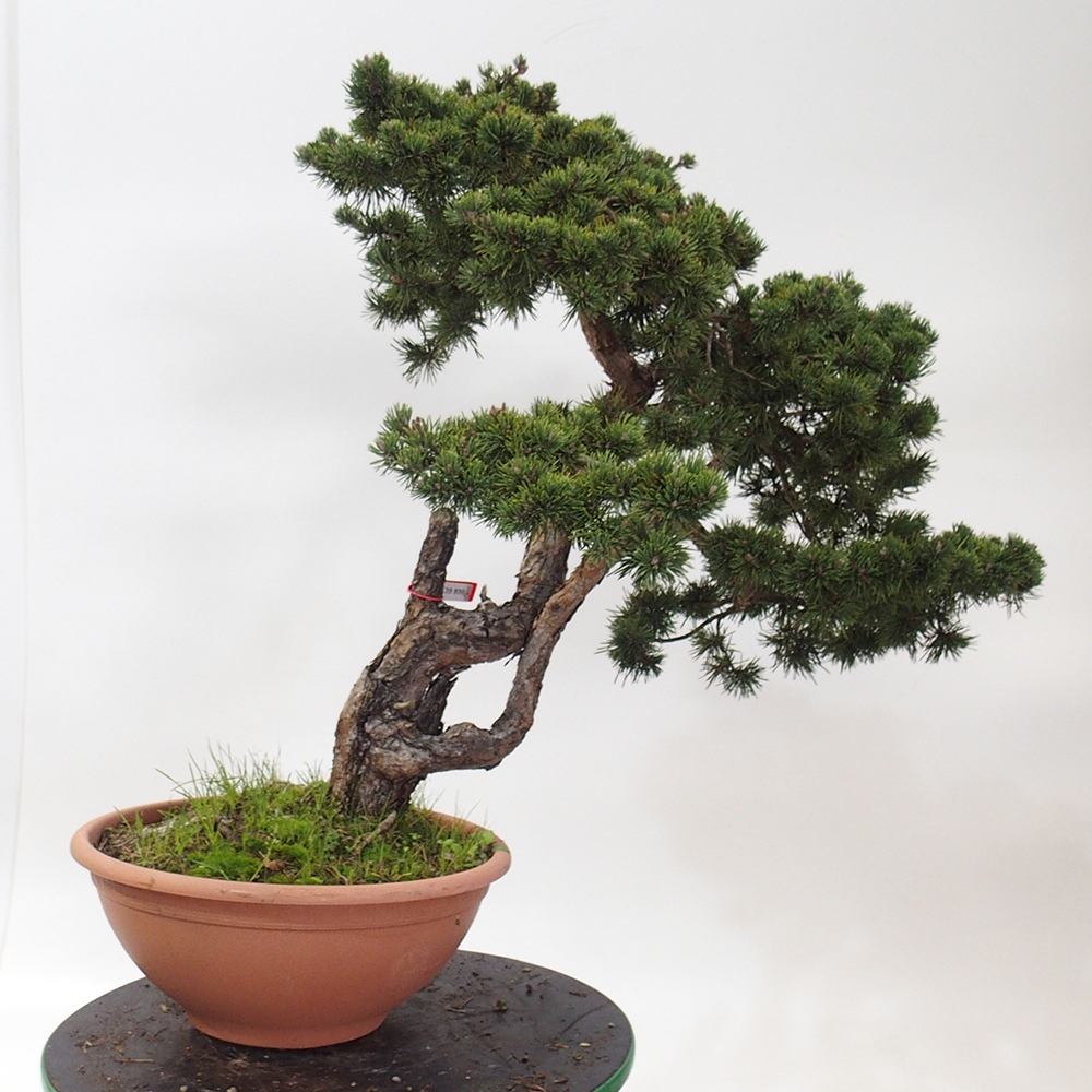 Yamadori - Pinus sylvestris Spain