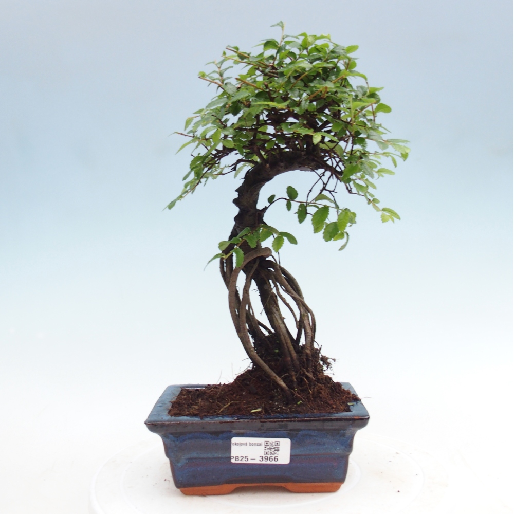 Room bonsai - Ulmus parvifolia - Small-leaved elm