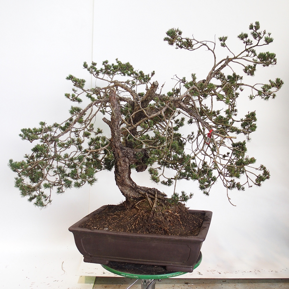 Yamadori - Pinus sylvestris Spain