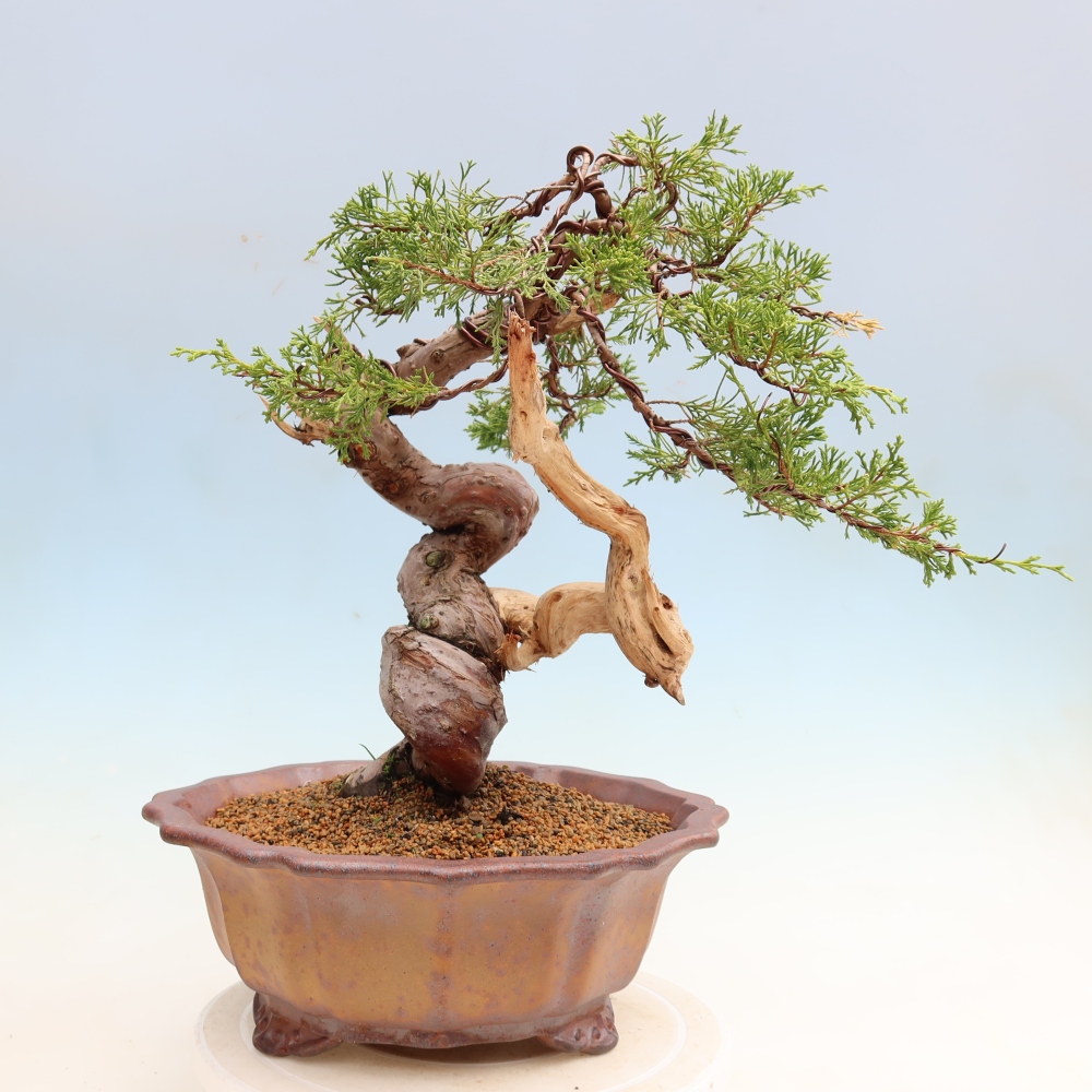 Outdoor Bonsai - Juniperus chinensis Itoigawa - Chinese Juniper