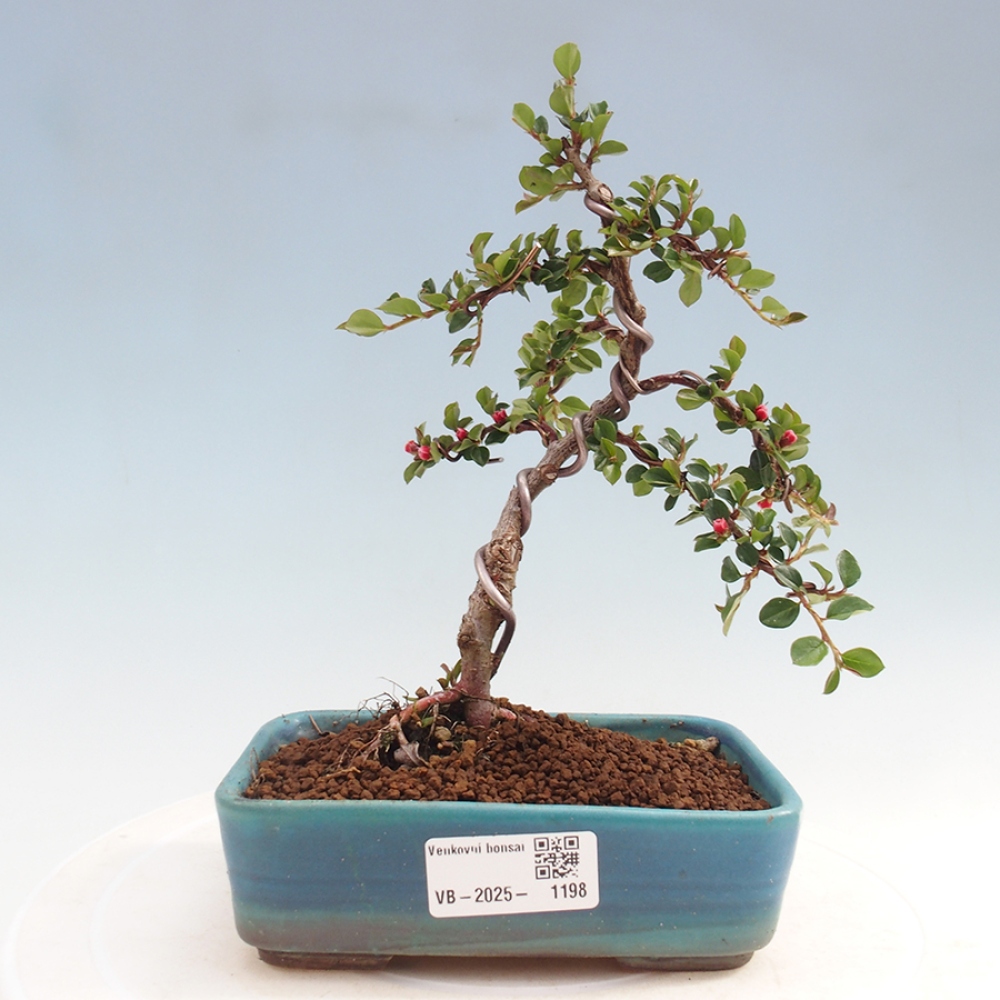 Outdoor bonsai-Cotoneaster horizontalis - Rock