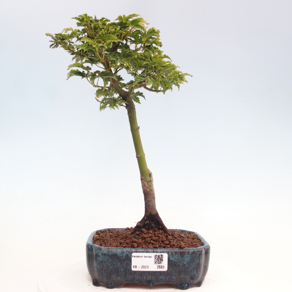 Outdoor bonsai - Acer palmatum Shishigashira maple