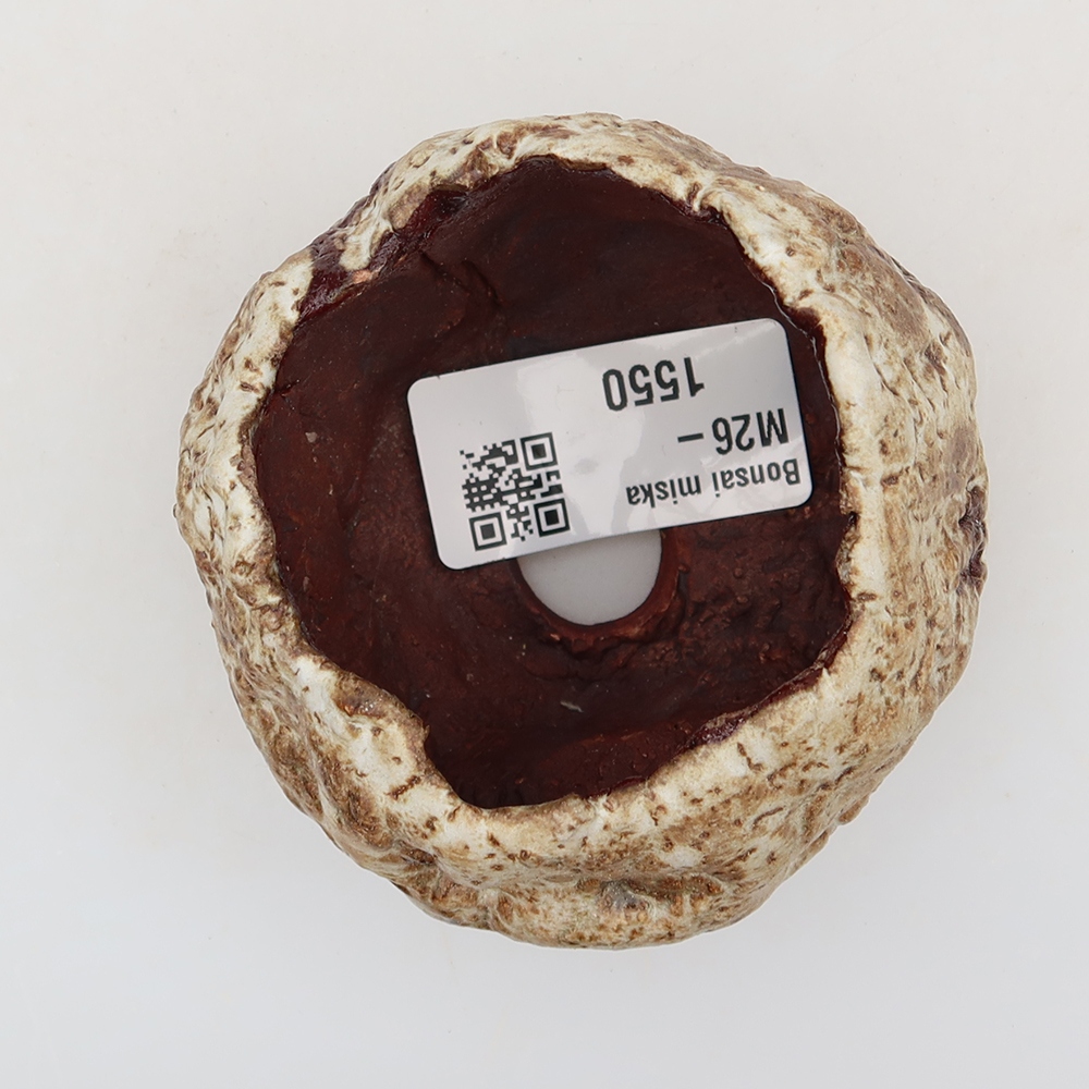 Ceramic Shell, 5 x 5 x 5.5 cm, brown-white