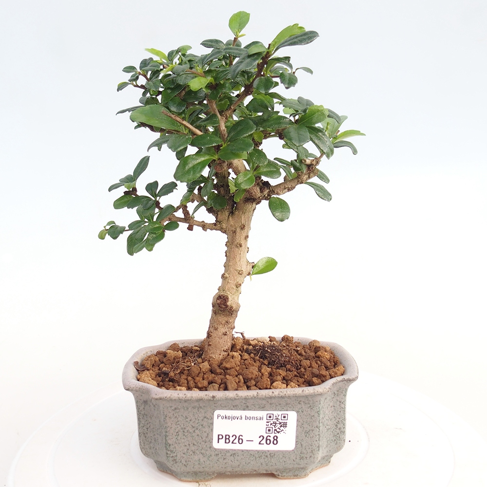 Room bonsai - Carmona macrophylla - Tea fuki