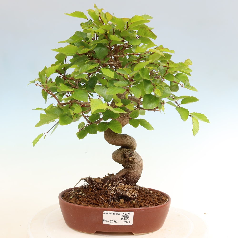 Outdoor bonsai -Carpinus coreana - Korean Hornbeam