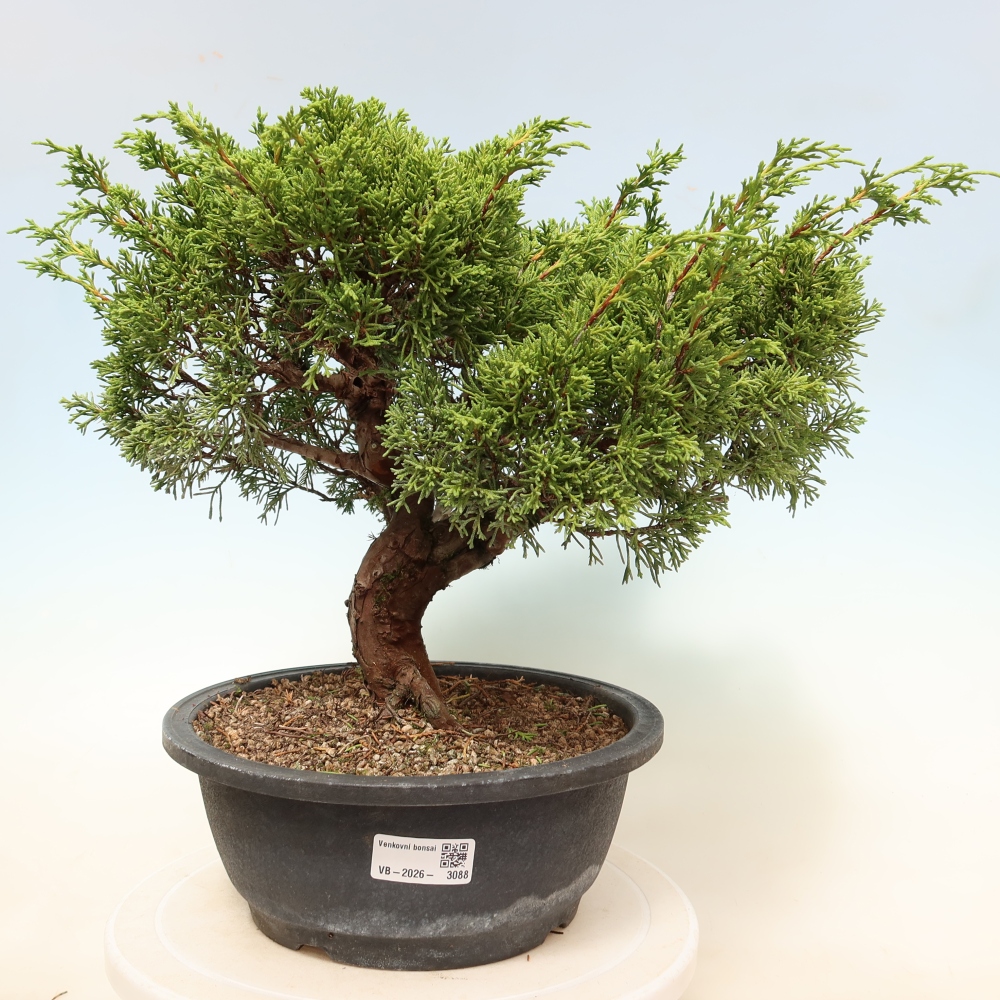 Outdoor Bonsai - Juniperus chinensis Itoigawa - Chinese Juniper