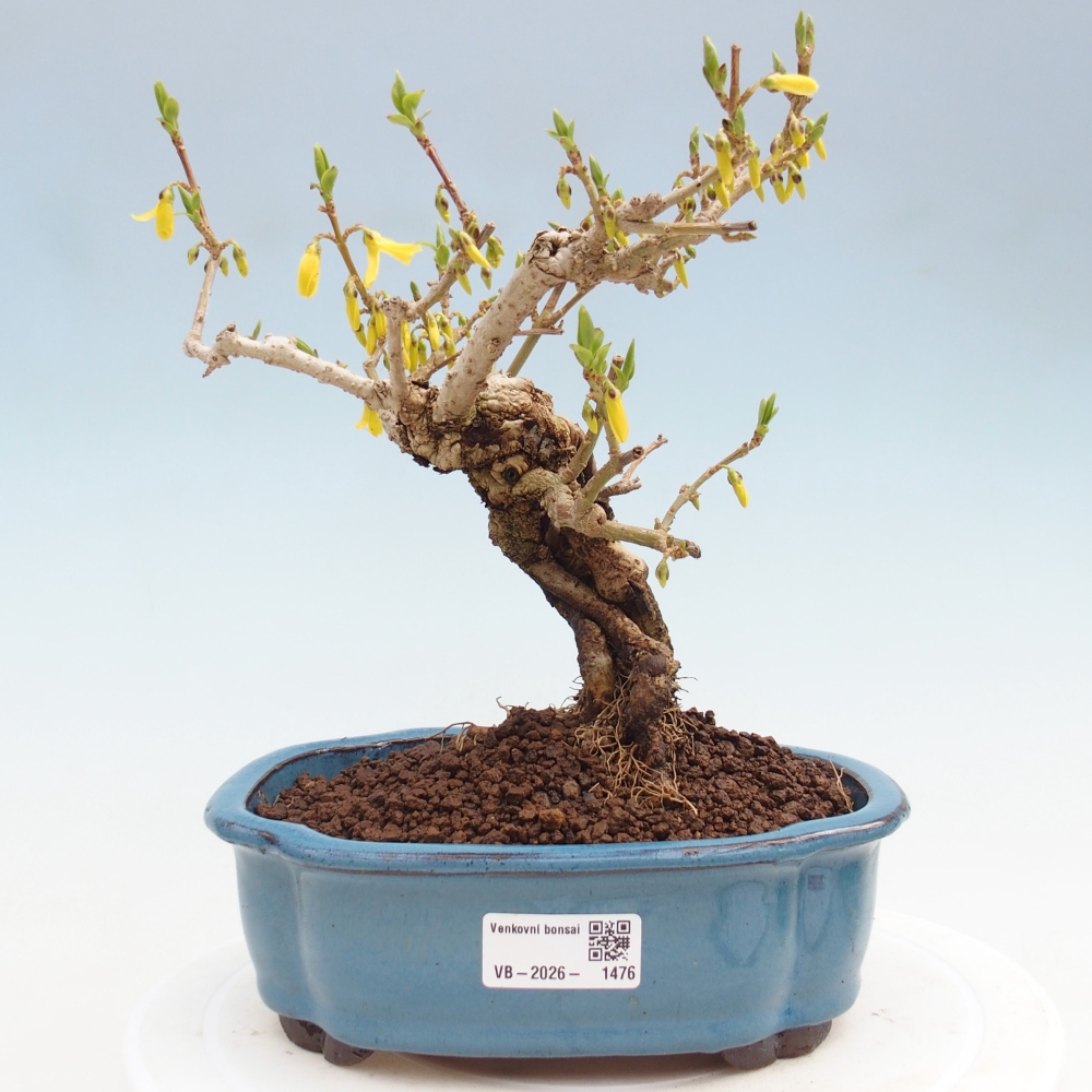Outdoor bonsai - Zlatice - Forsythia koreana