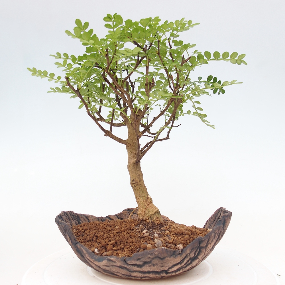 Room bonsai - Zantoxylum piperitum - pepper tree