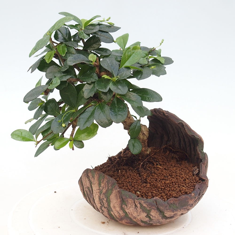 Room bonsai - Carmona macrophylla - Tea fuki
