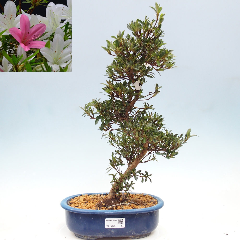 Outdoor bonsai - Japanese Azalea - Azalea Hakurin