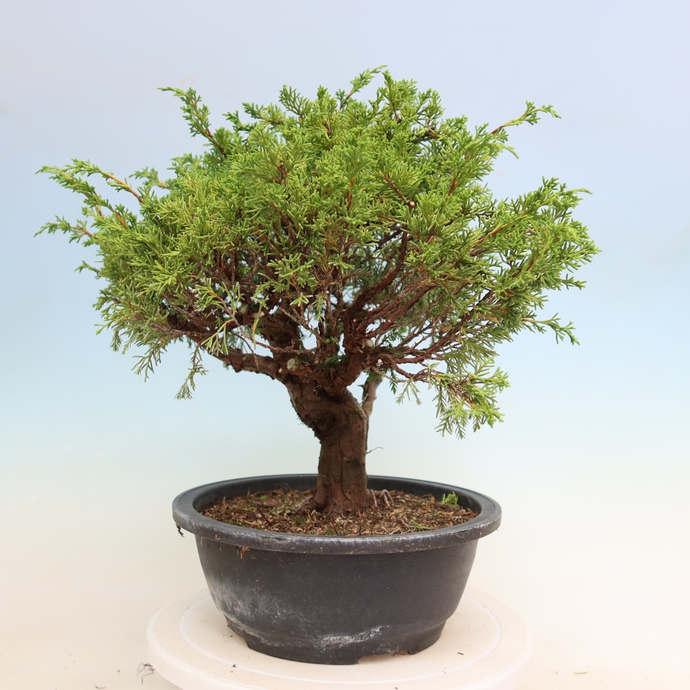 Outdoor Bonsai - Juniperus chinensis Itoigawa - Chinese Juniper