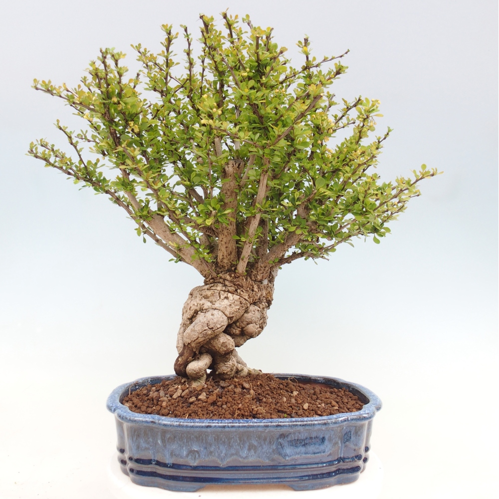 Outdoor bonsai - Berberis coreana